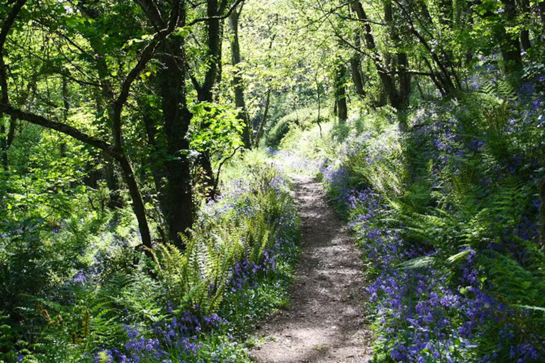 Biodiversity & Wildlife Around Bideford