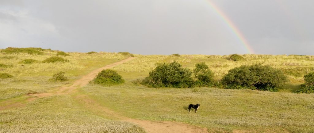 Braunton Burrows: A Breathtaking UNESCO Biosphere Reserve