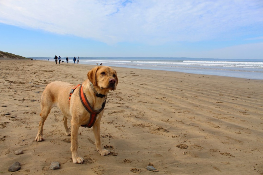 Ultimate Guide to Dog-Friendly Woolacombe & Mortehoe