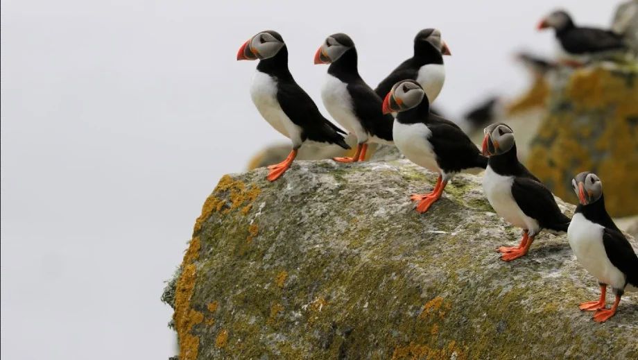 wildlife in Lundy Island