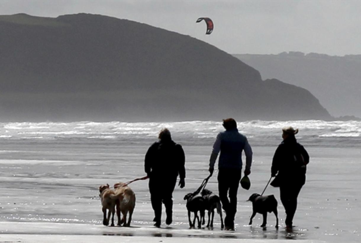 Comprehensive Guide to Dog-Friendly Walks in Bideford and Beyond