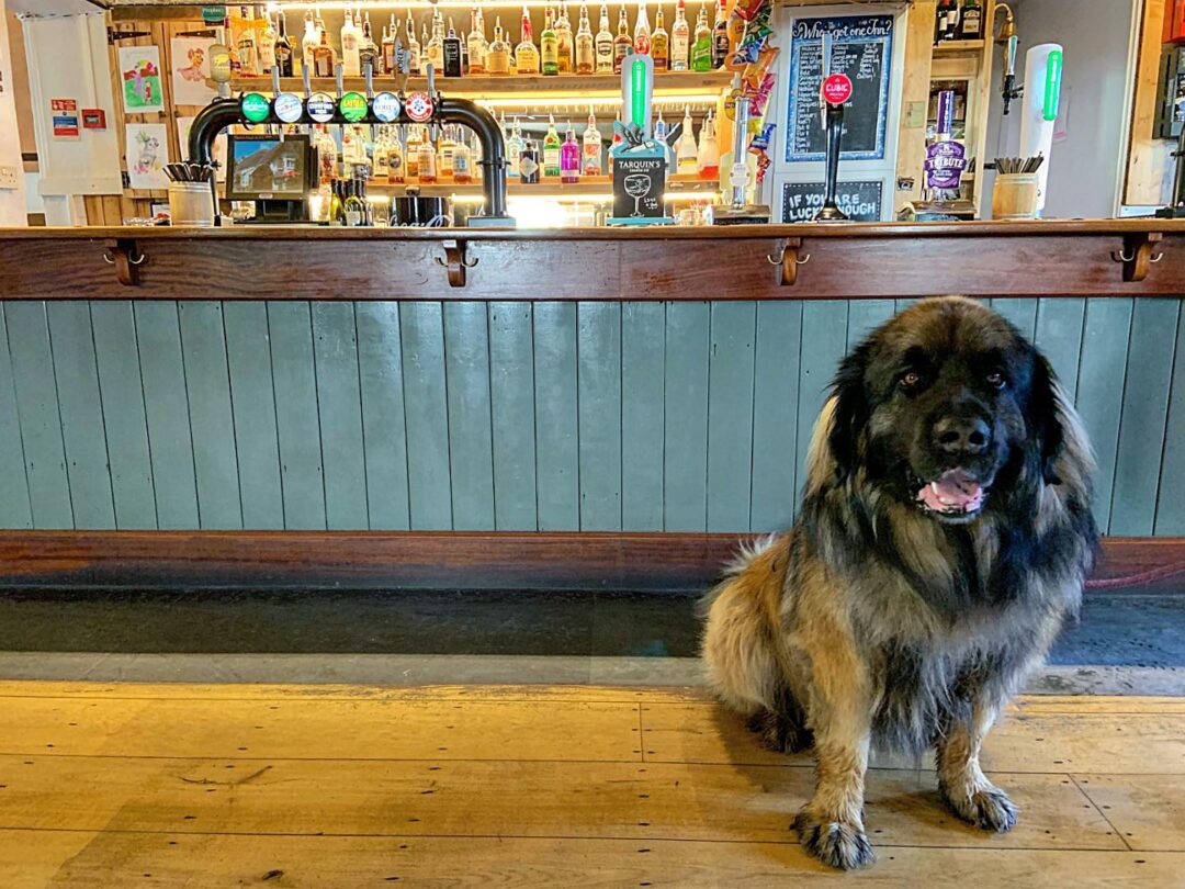 Dog-Friendly Pubs in Croyde You Don’t Want to Miss