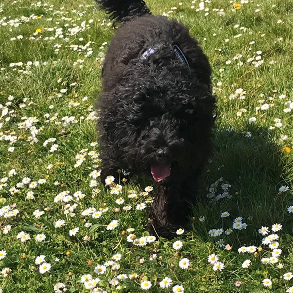 Chudleigh Fort Dog Walking