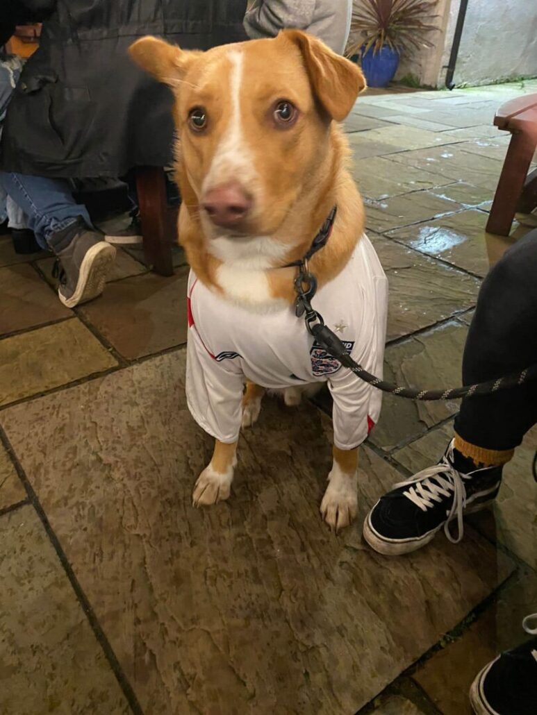 dog behaves in Wellington Arms