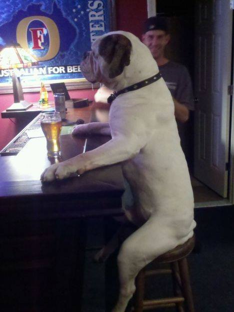 Dog Friendly Pub, The Thatched Inn