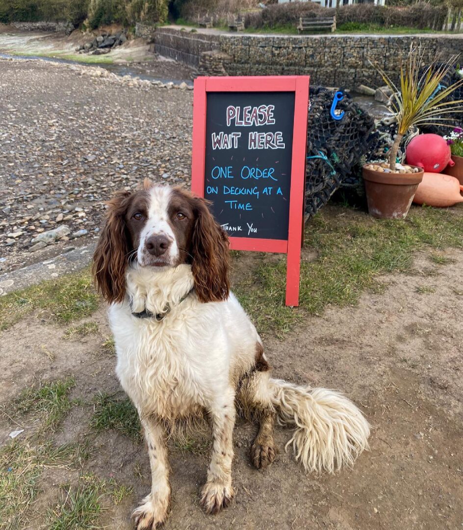 dogs are welcome in Storm in a teacup boat cafe Ilfracombe