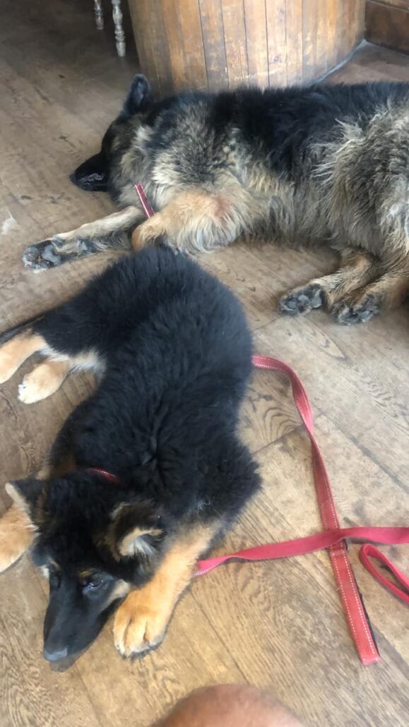 dogs can relax in Shephers Hut Cafe
