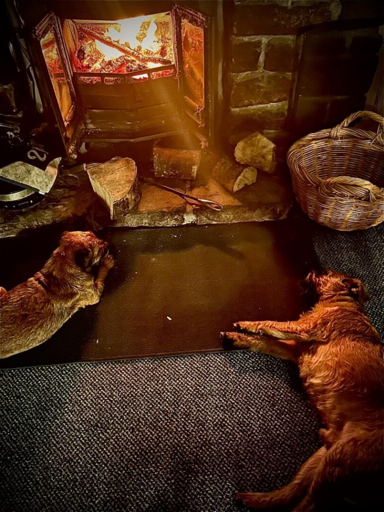 Dogs getting cosy in Appledore Inn