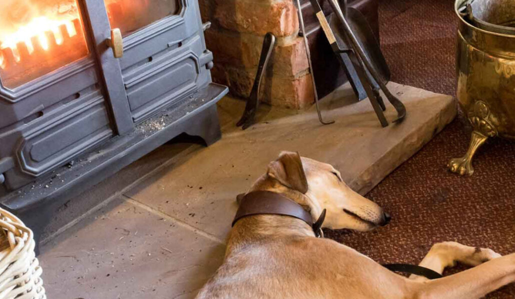 dogs getting cosy in pubs of Great Torrington