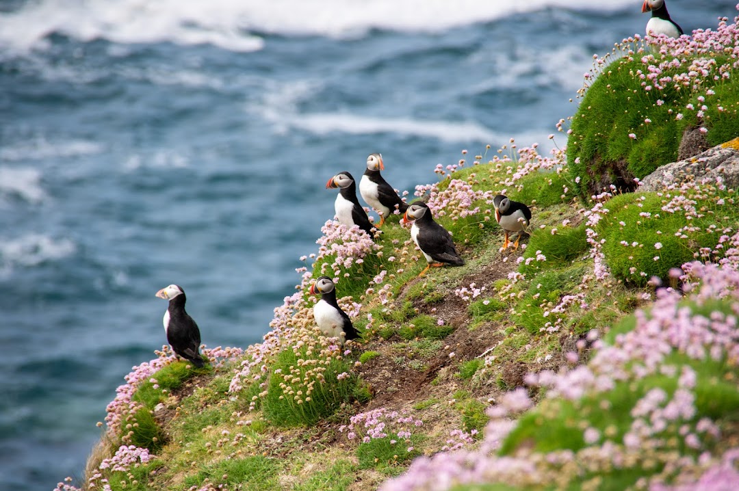 Are Dogs Allowed on Lundy Island?