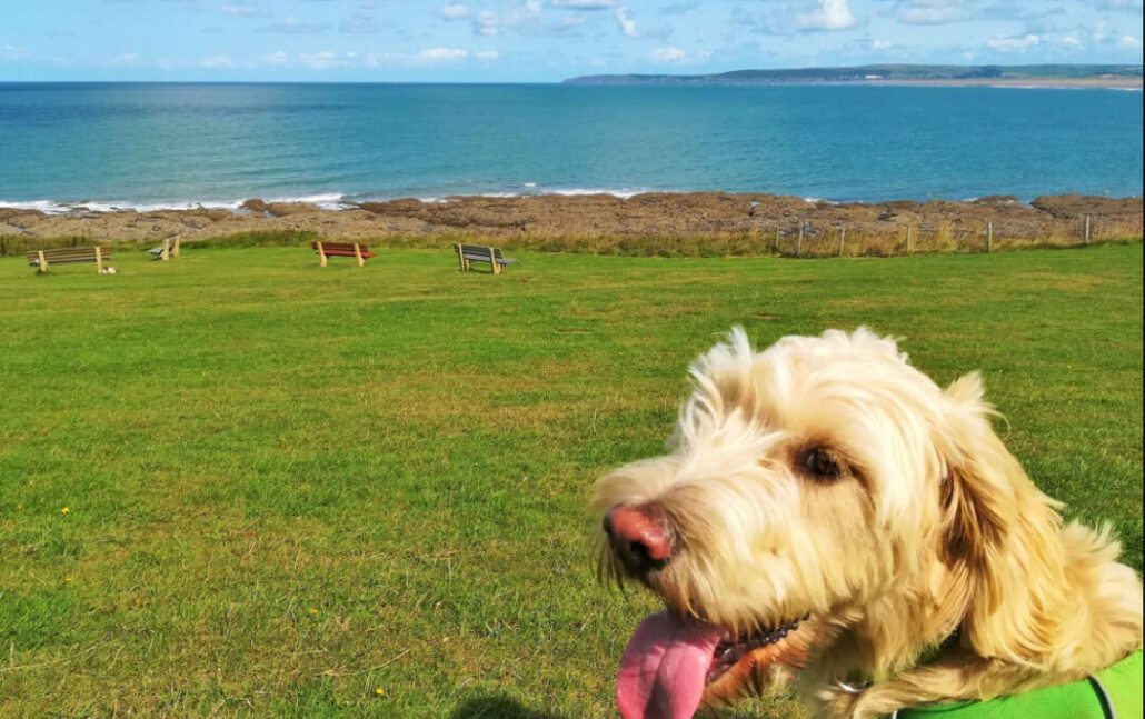 Kipling Tors Dog Walking