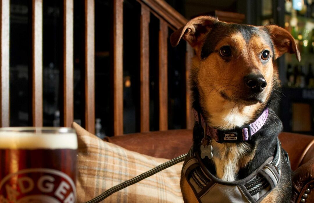The Best Dog-Friendly Pubs in Woolacombe