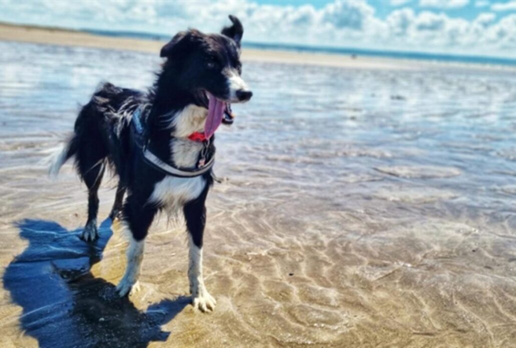 saunton_sands_dog_friendly