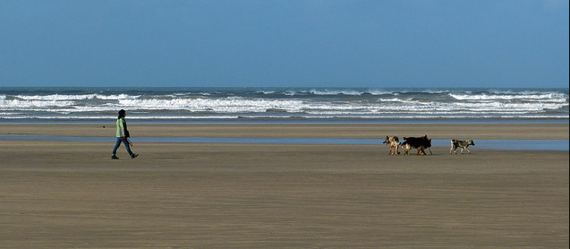 Westward Ho! Beach Dog Walking
